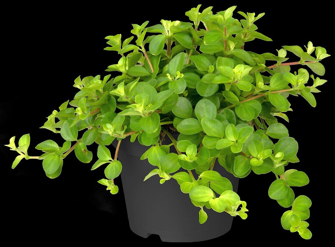 Peperomia rotundifolia