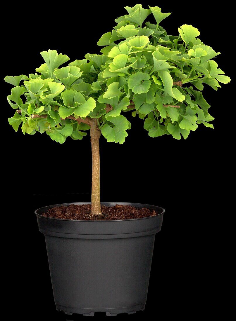 Ginkgo biloba, stem