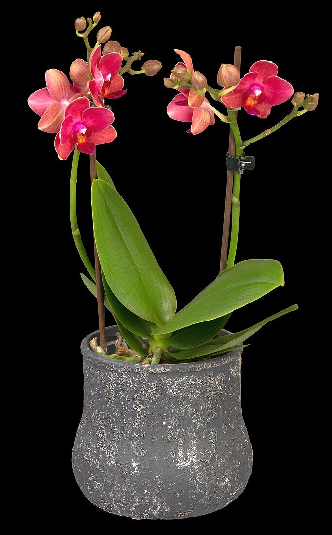 Phalaenopsis Mini