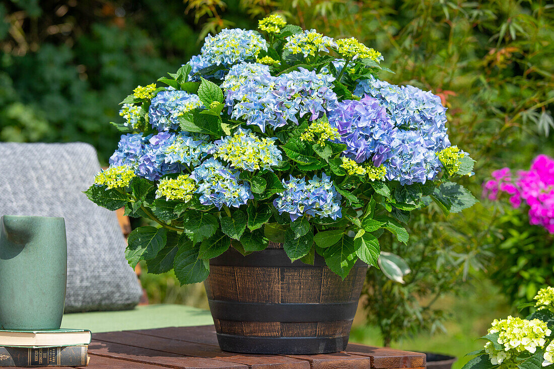 Hydrangea macrophylla, blau