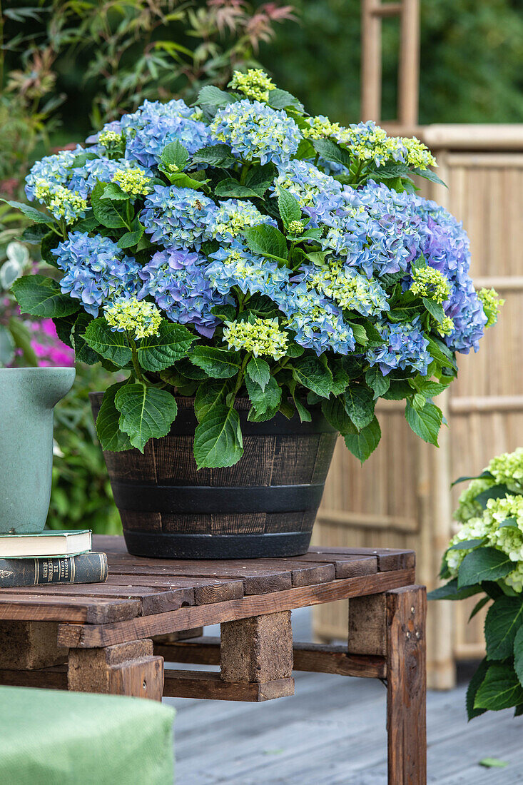 Hydrangea macrophylla, blue