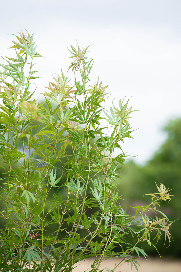 Acer palmatum