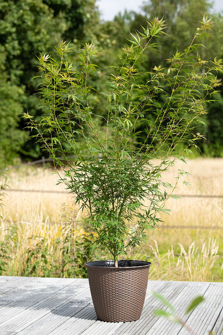 Acer palmatum