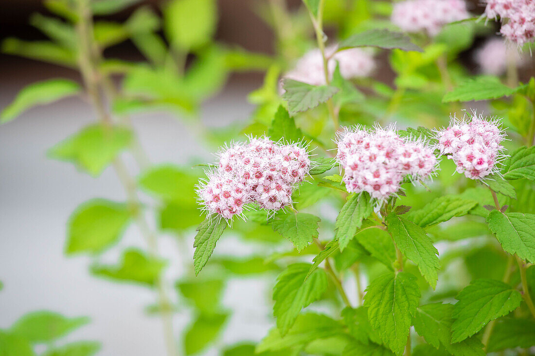 Spiraea japonica