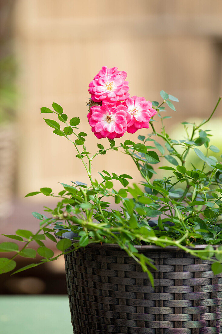 Bedding rose, carmine red