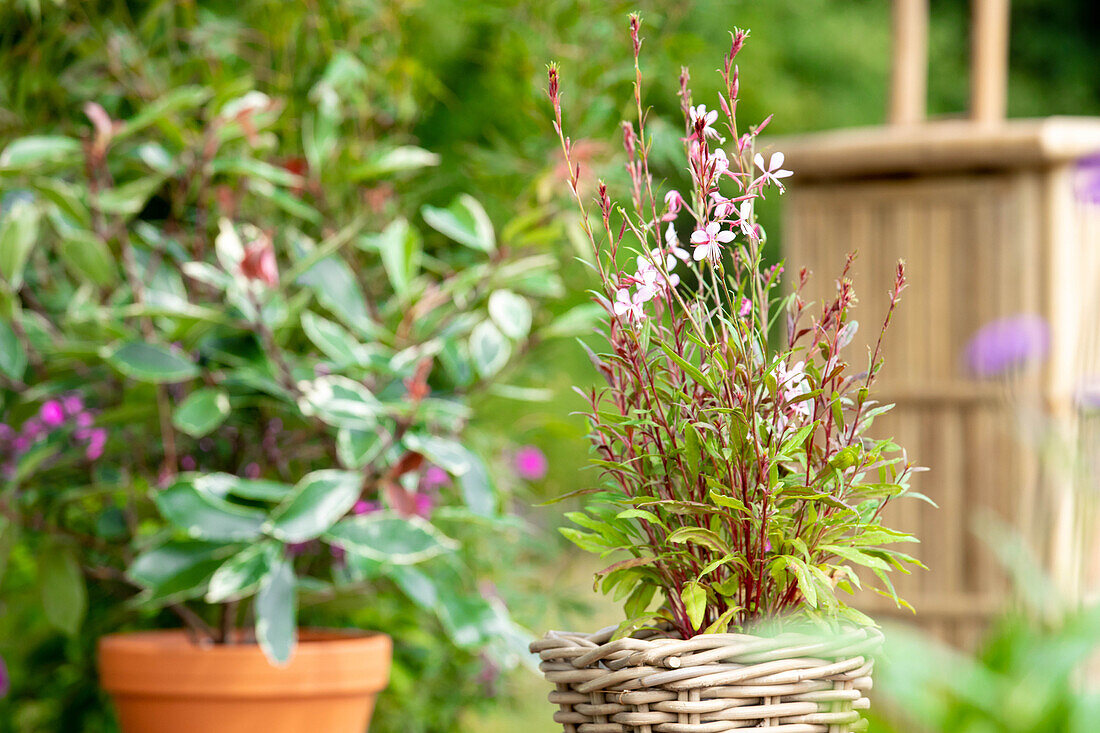 Gaura lindheimeri, pink