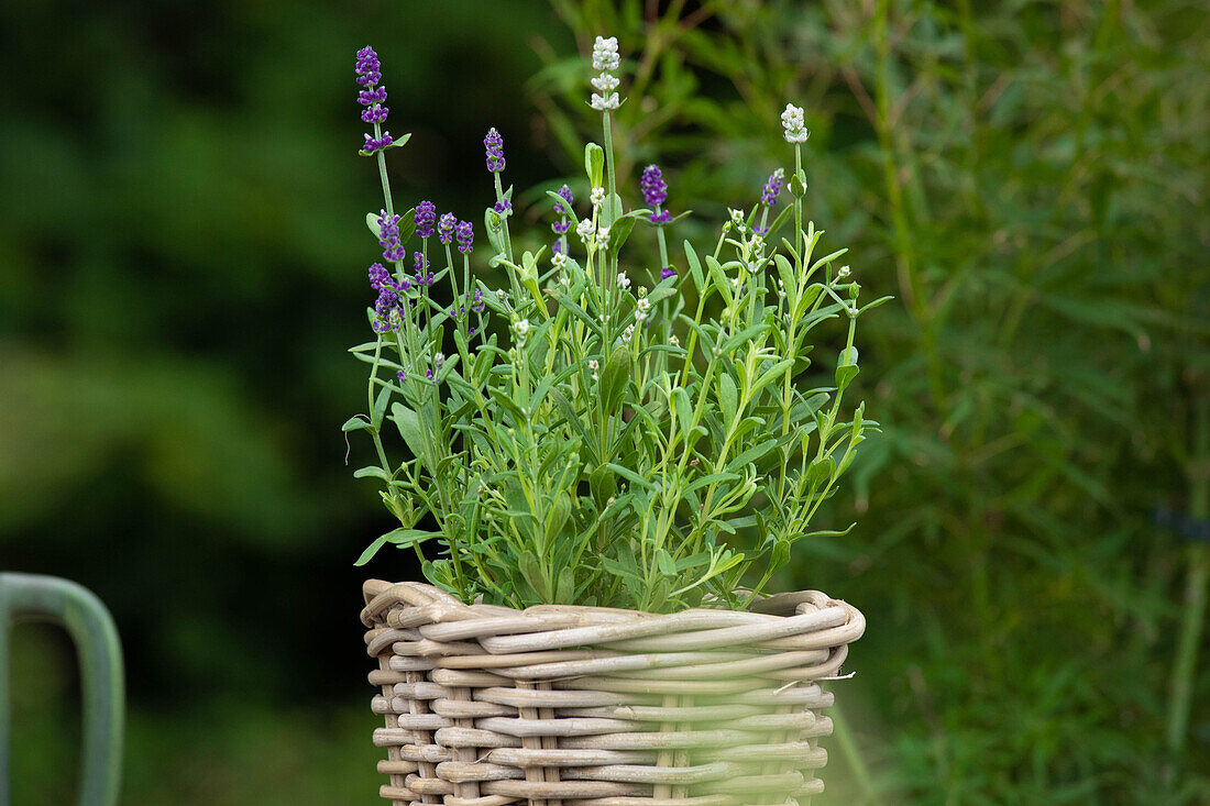 Lavandula angustifolia 'Twin'