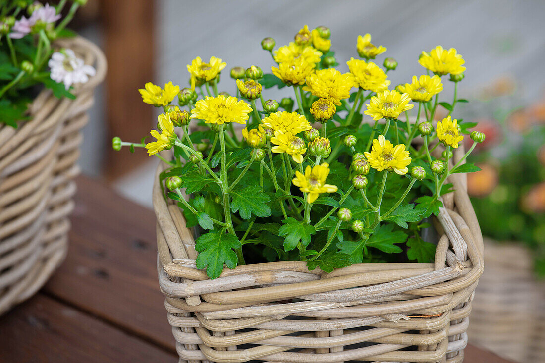 Chrysanthemum multiflora