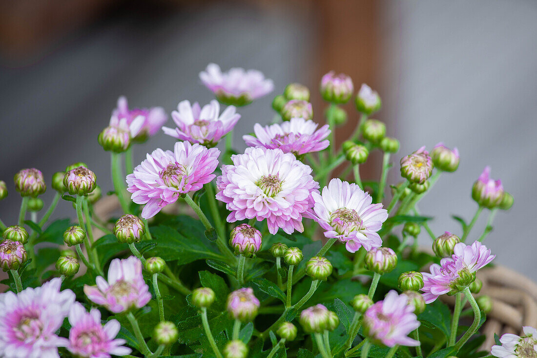 Chrysanthemum multiflora