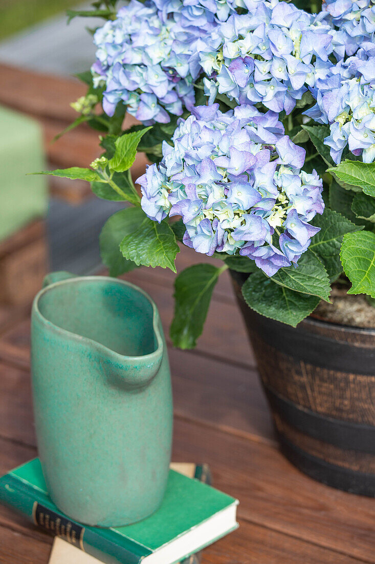 Hydrangea macrophylla, blau