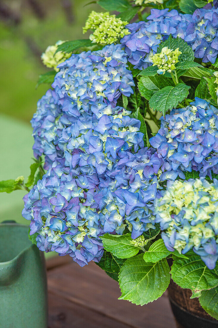 Hydrangea macrophylla, blau