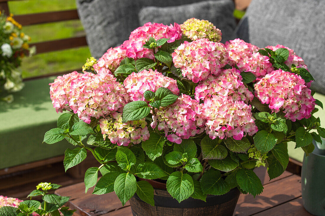 Hydrangea macrophylla, red