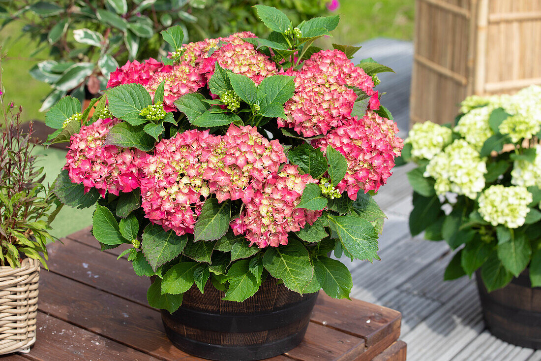 Hydrangea macrophylla, red