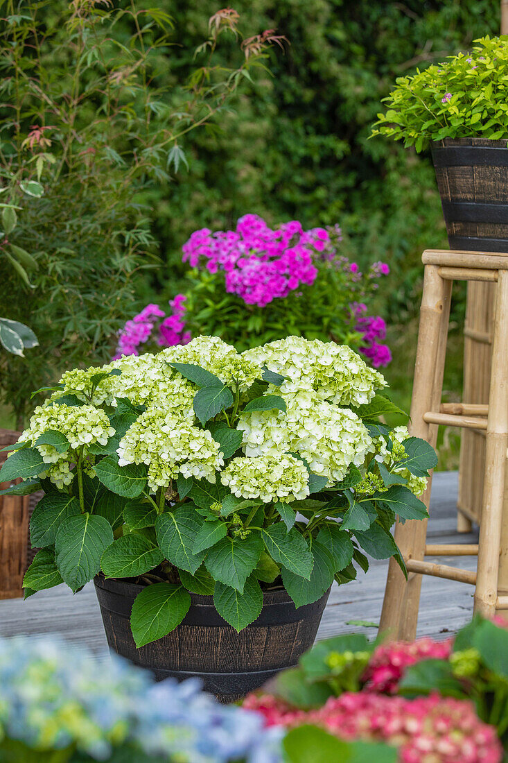 Hydrangea macrophylla, weiß