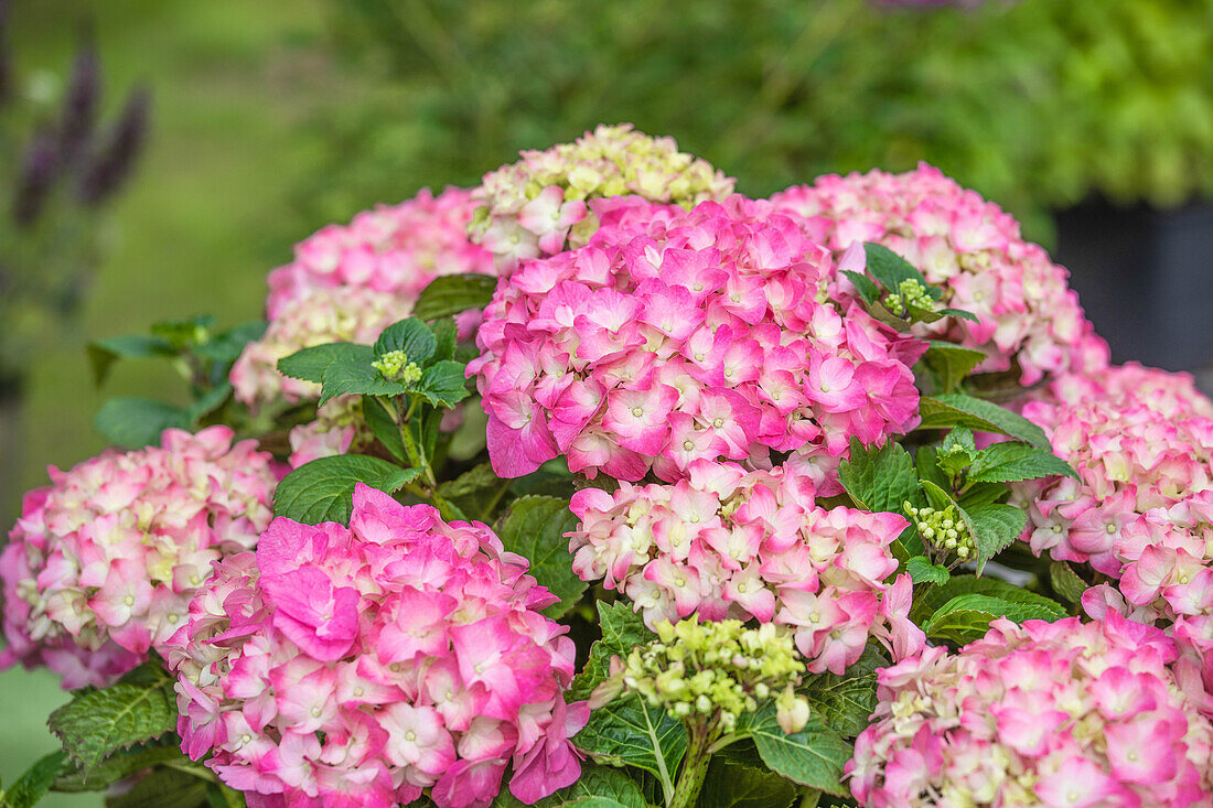 Hydrangea macrophylla, pink