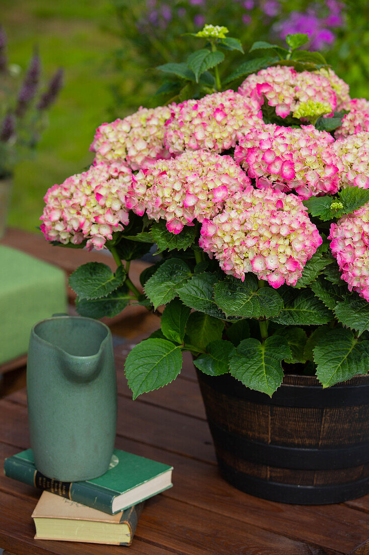 Hydrangea macrophylla, rosa