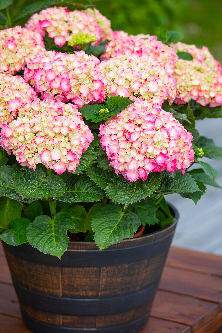 Hydrangea macrophylla, rosa