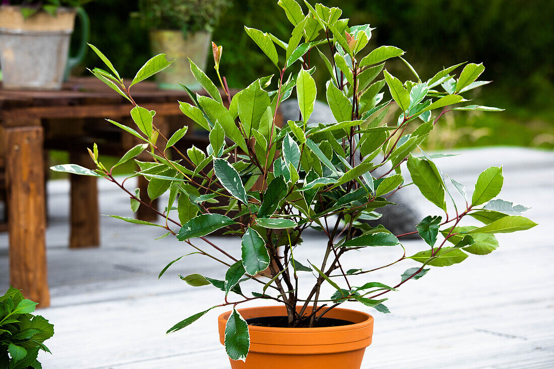 Photinia fraseri 'Louise'(s)