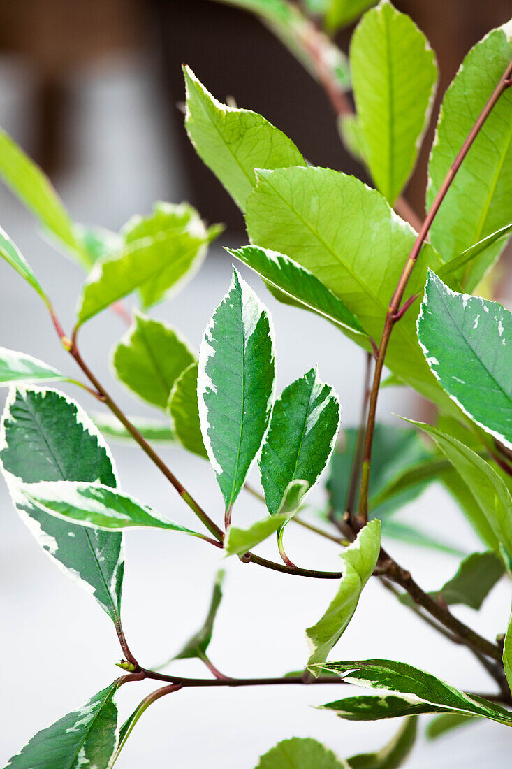 Photinia fraseri 'Louise'(s)