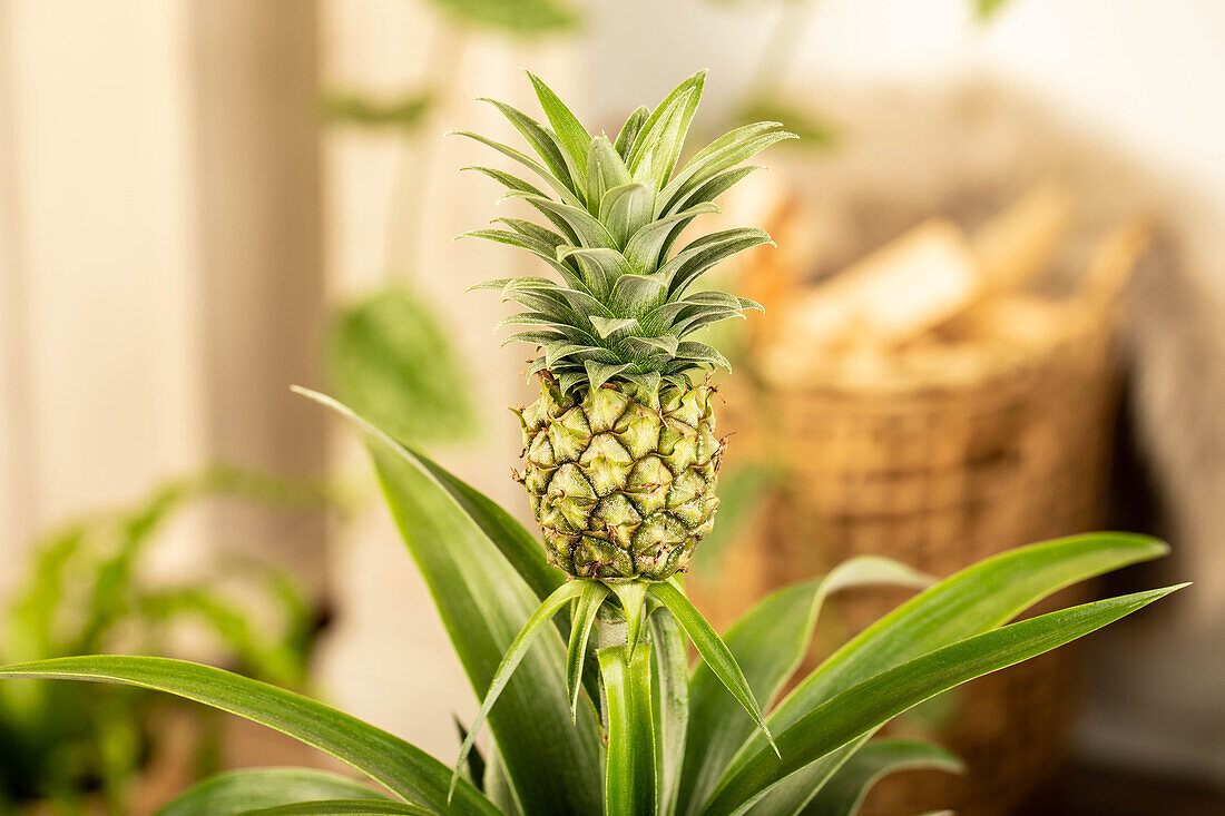 Ananas comosus 'Compacta'