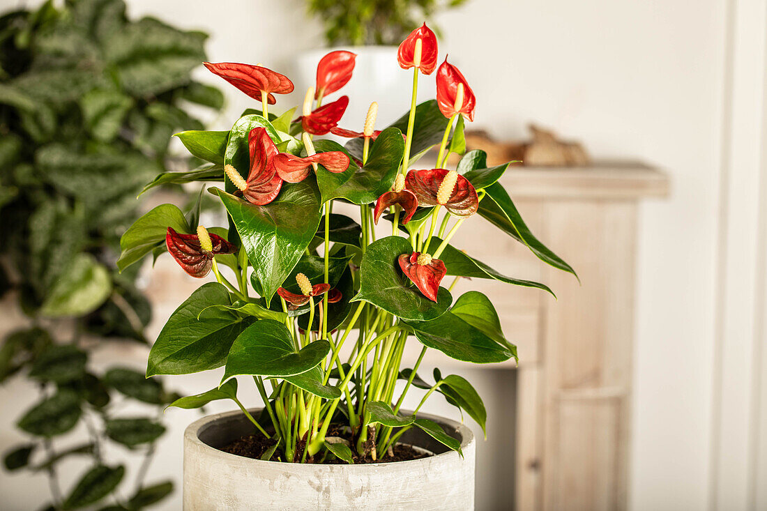 Anthurium x andreanum, rot