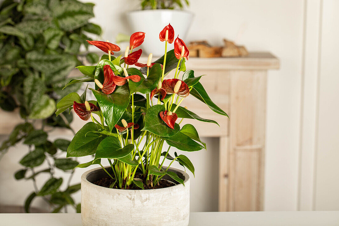 Anthurium x andreanum, red