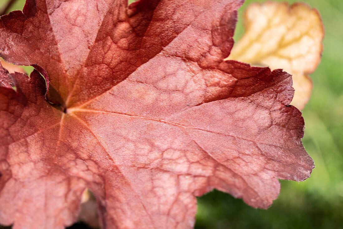 Heuchera, red