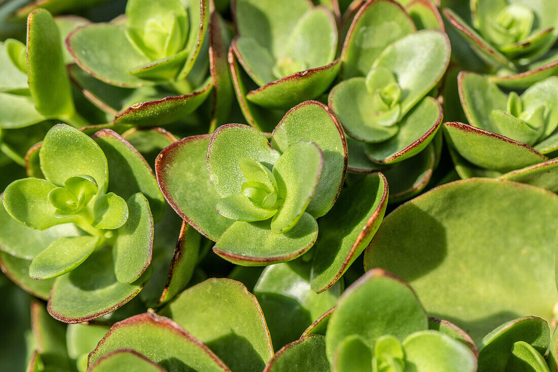 Sedum ewersii