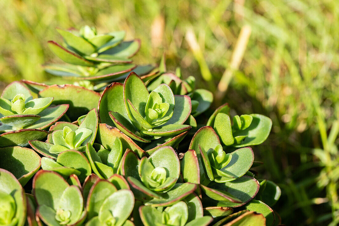 Sedum ewersii