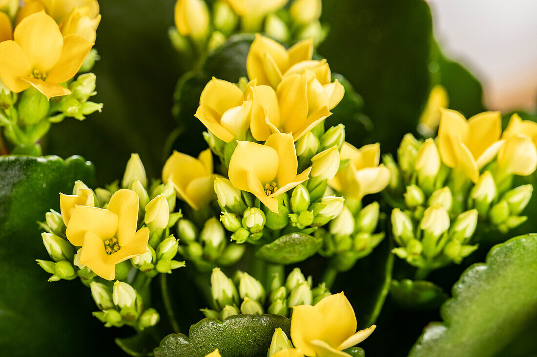 Kalanchoe blossfeldiana, gelb