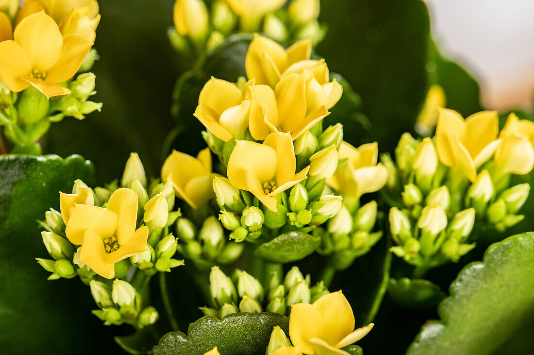 Kalanchoe blossfeldiana, yellow