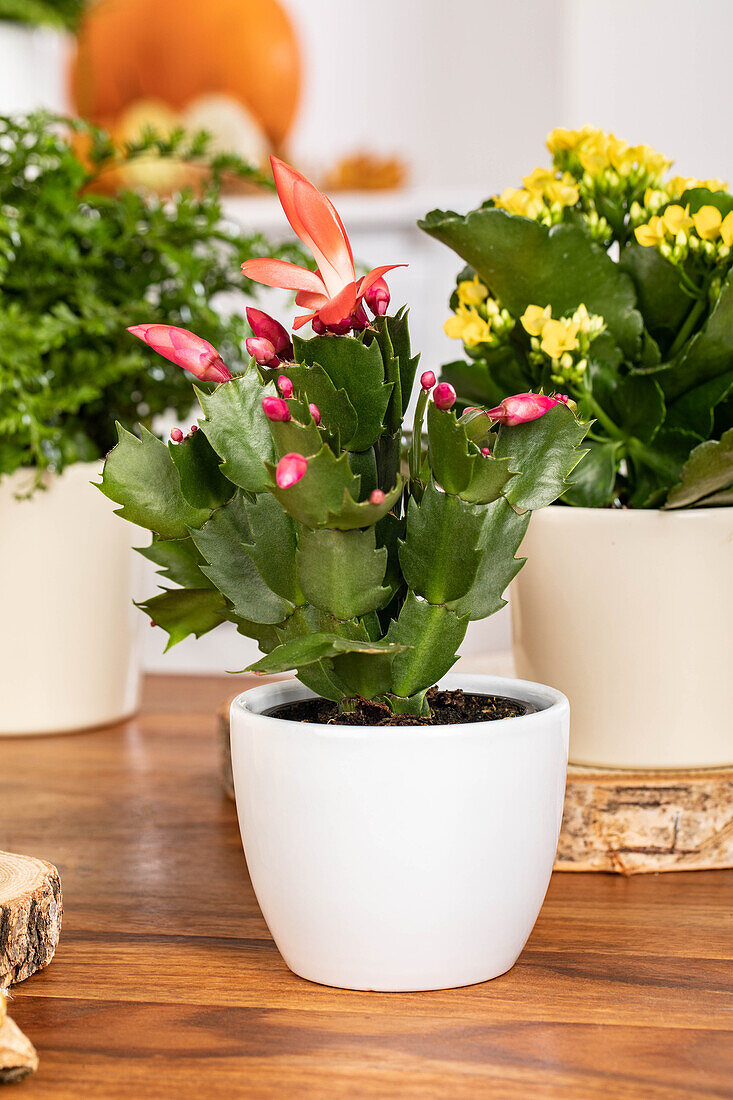 Schlumbergera bridgesii, red