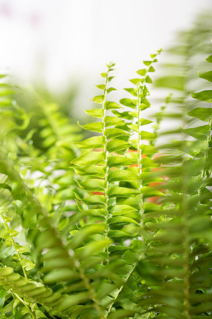 Nephrolepis exaltata 'Green Lady'