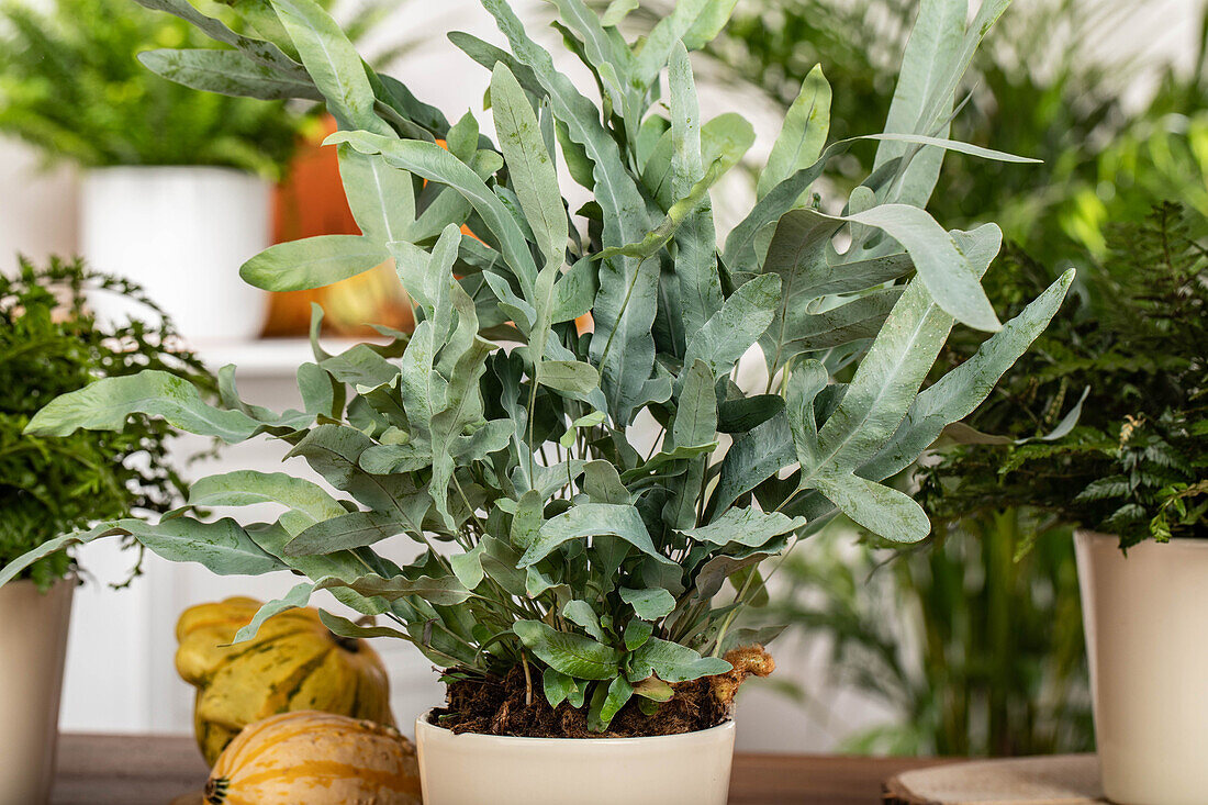 Phlebodium aureum 'Blue Star'