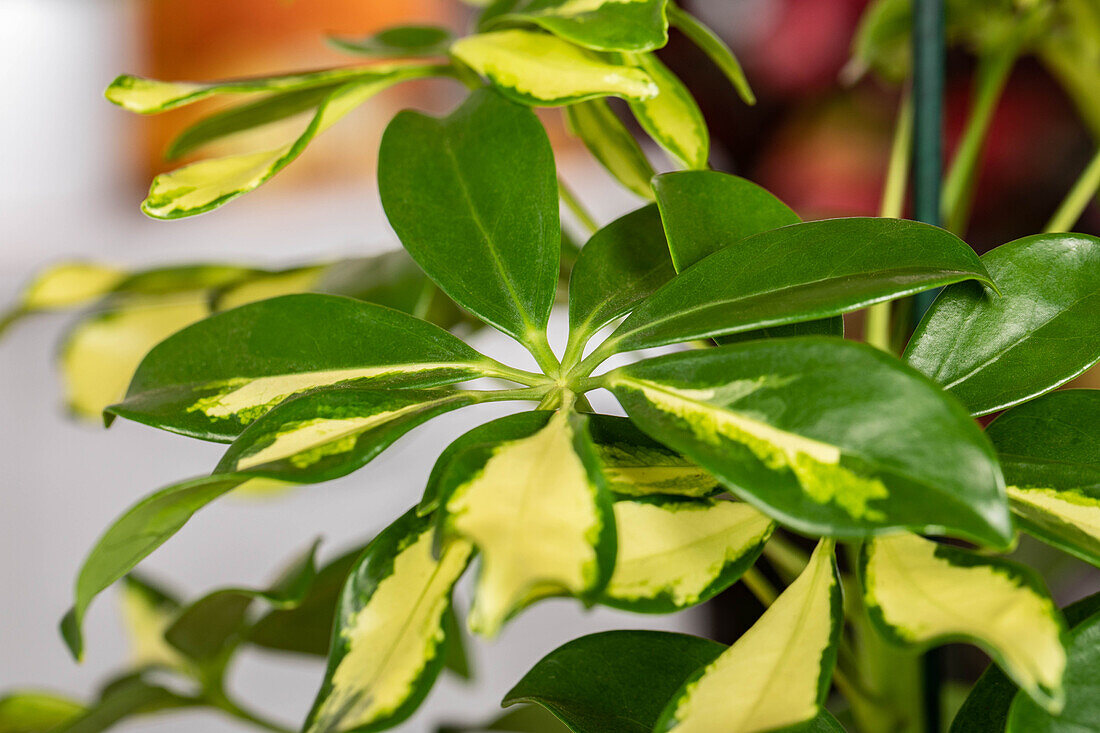 Schefflera arboricola 'Gerda'