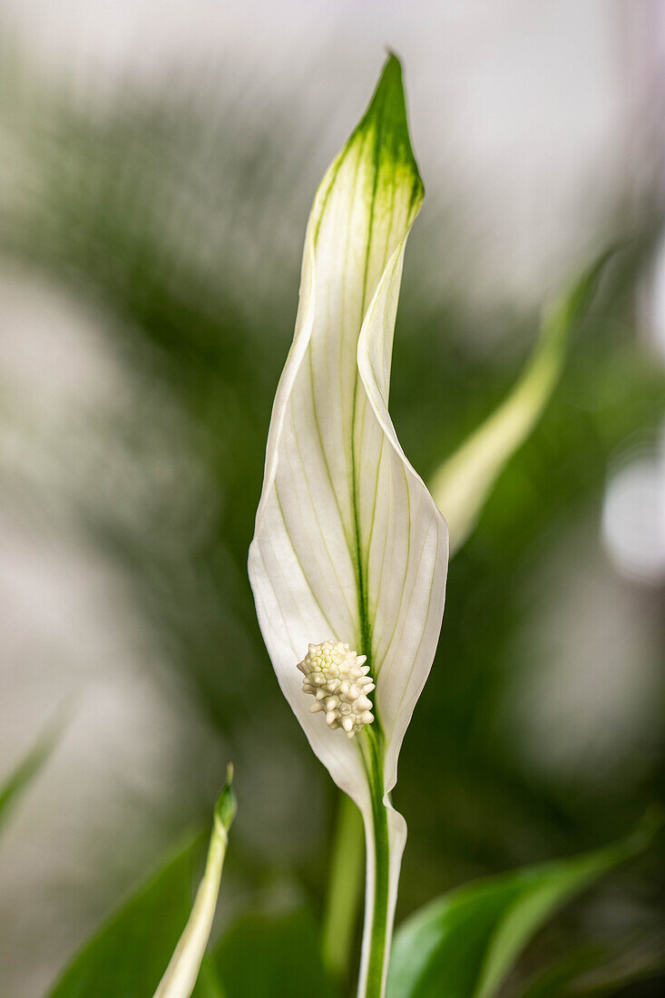 Spathiphyllum floribundum, white