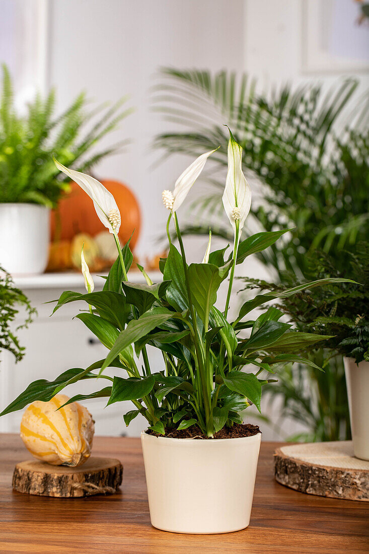 Spathiphyllum floribundum, white