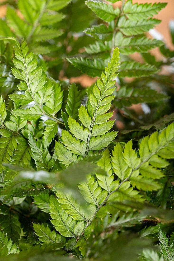 Pteris