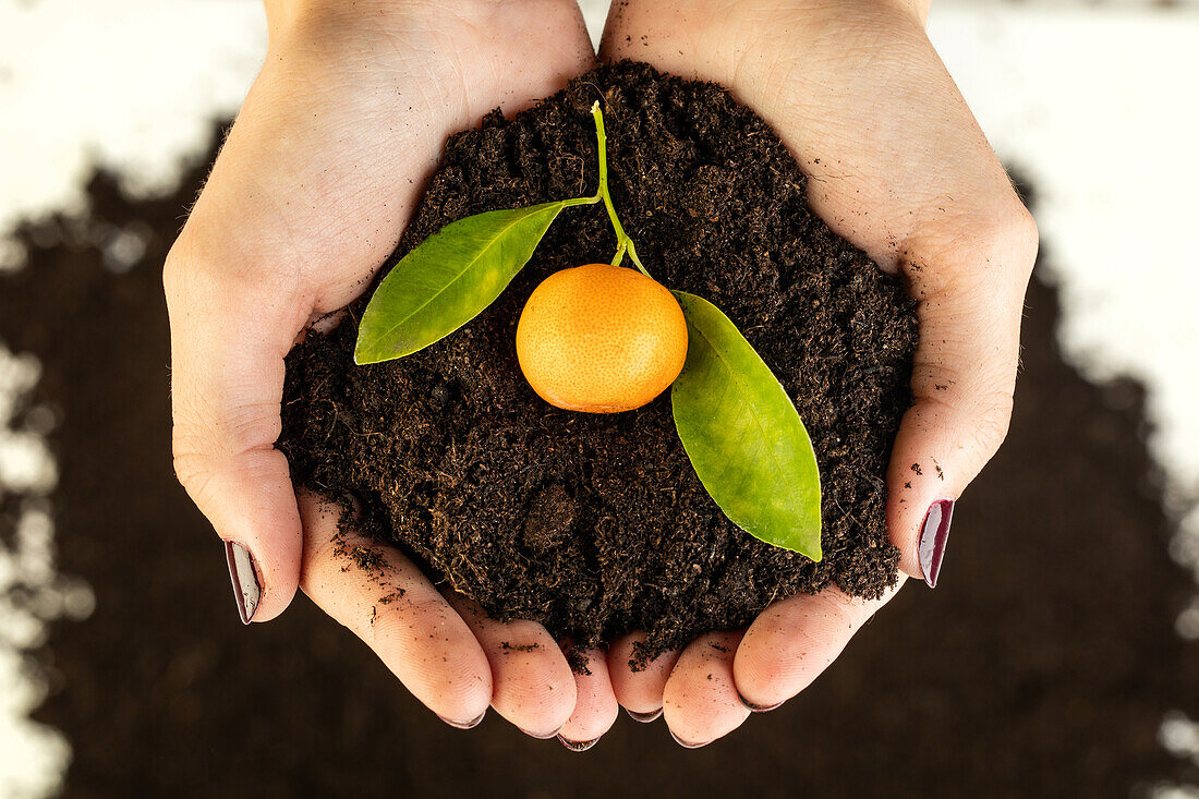 Citrus soil