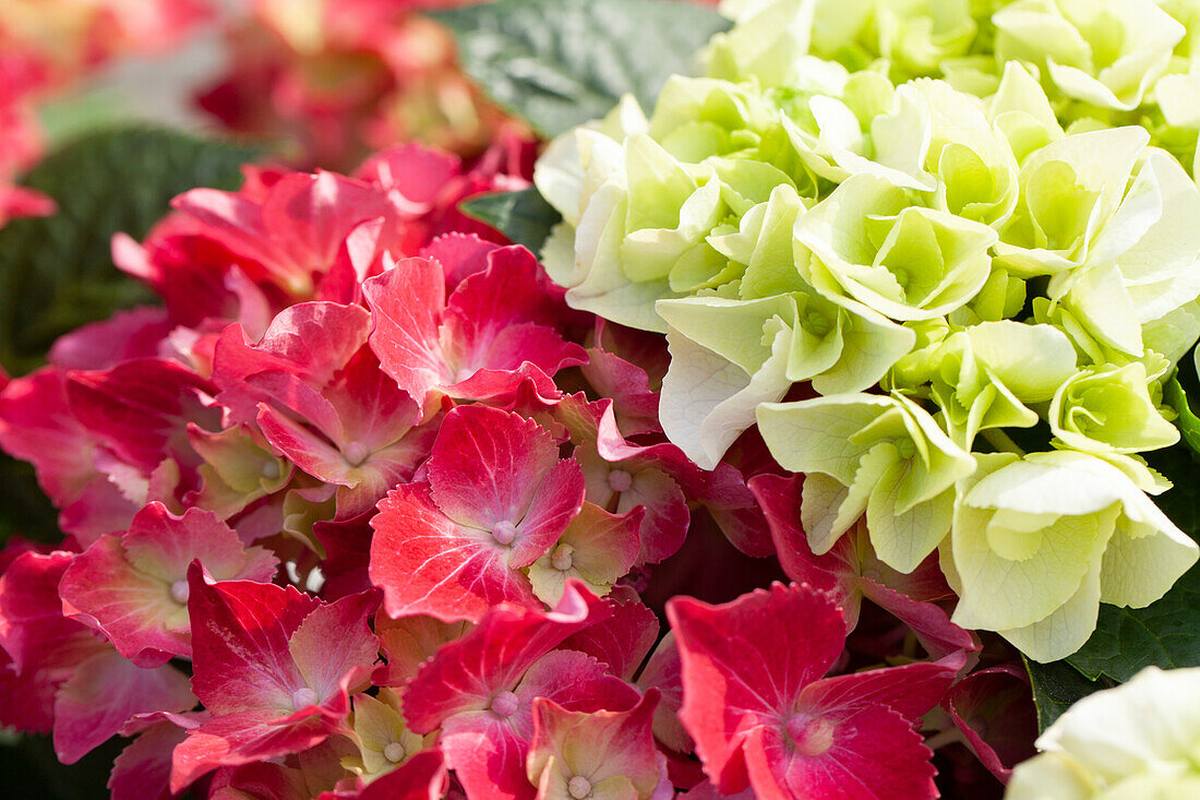 Hydrangea macrophylla