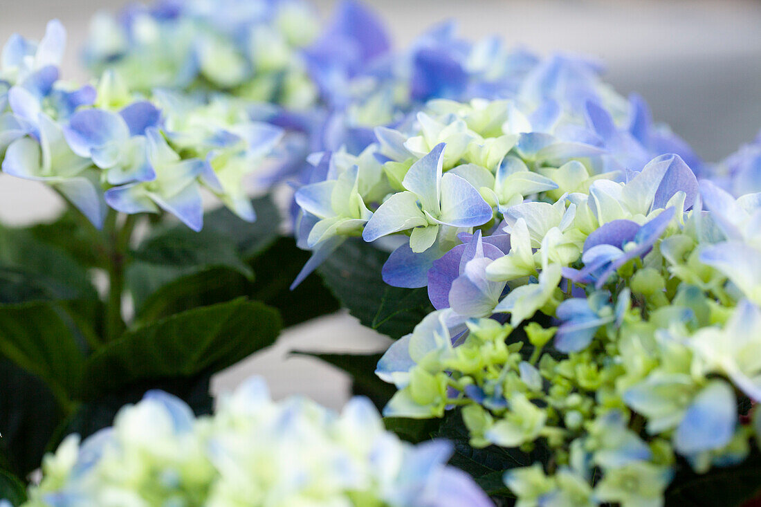 Hydrangea macrophylla, blau