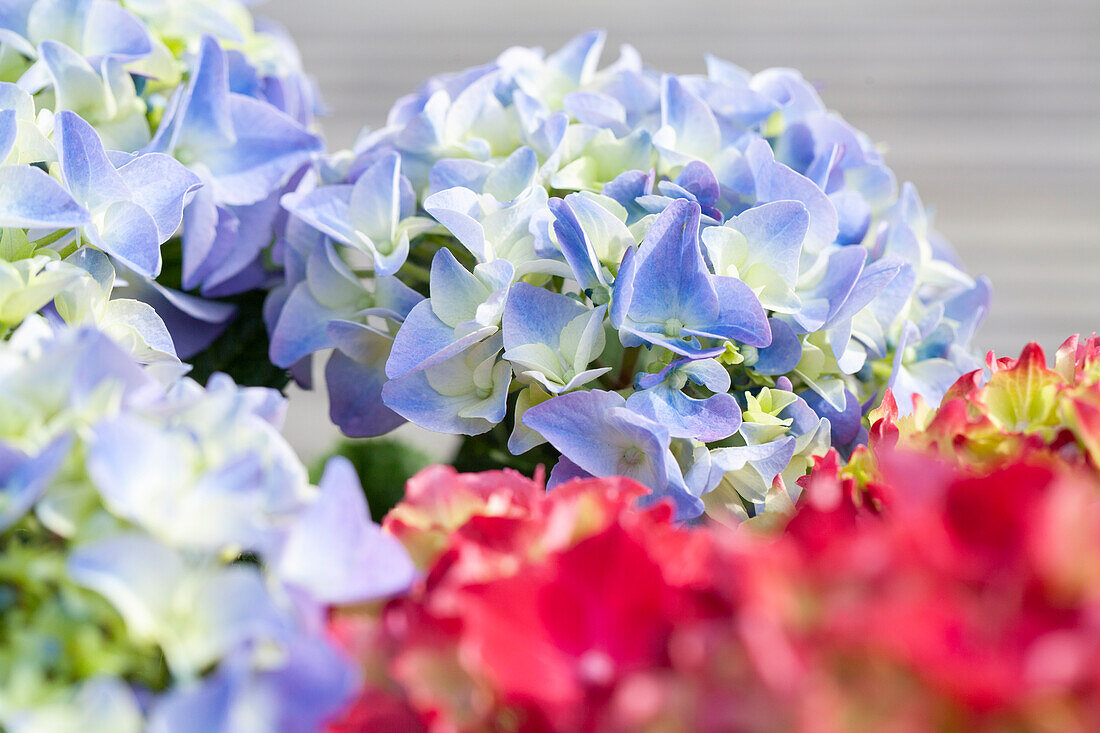 Hydrangea macrophylla, blau