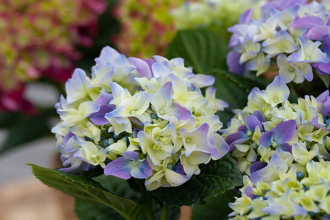 Hydrangea macrophylla, blue