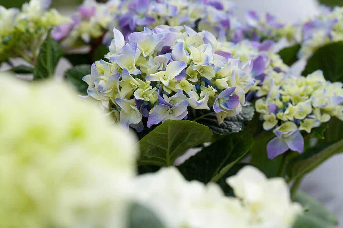 Hydrangea macrophylla, blau