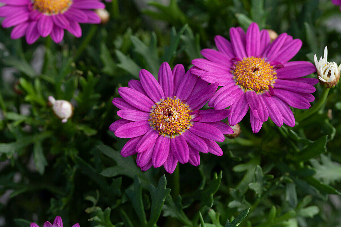 Argyranthemum frutescens, pink