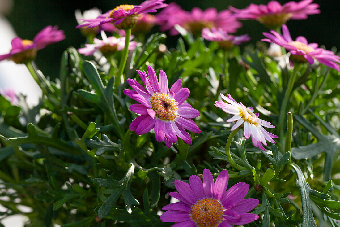 Argyranthemum frutescens, rosa