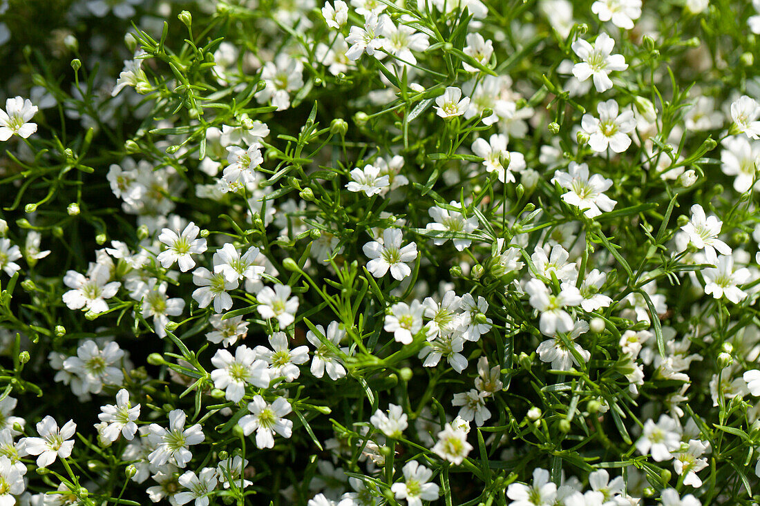 Gypsophila muralis, white