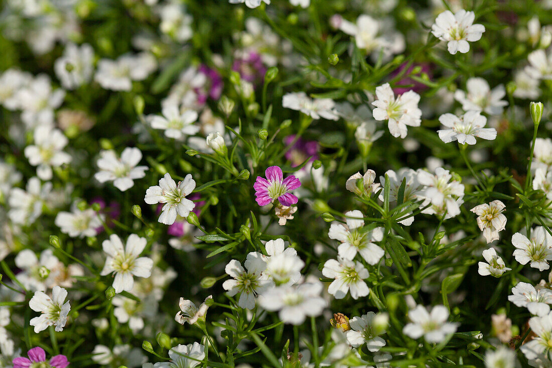 Gypsophila muralis 'Twins'