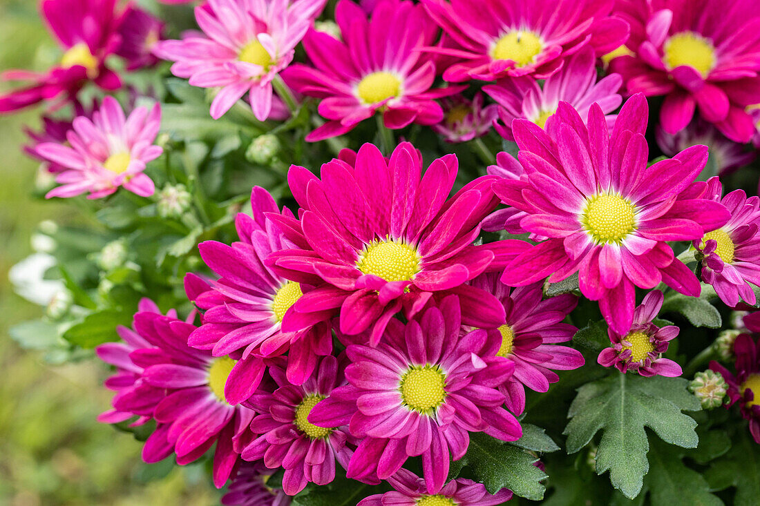 Chrysanthemum 'Swifty'