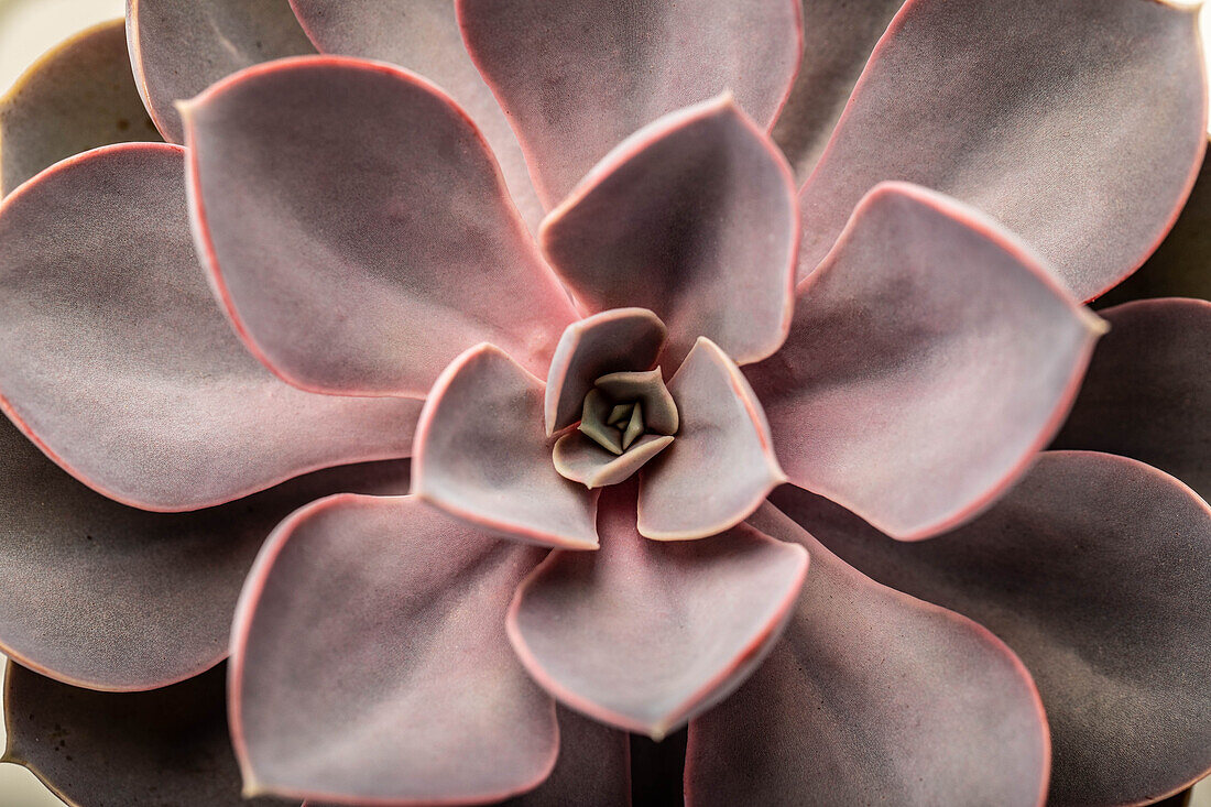 Echeveria 'Purple Pearl'